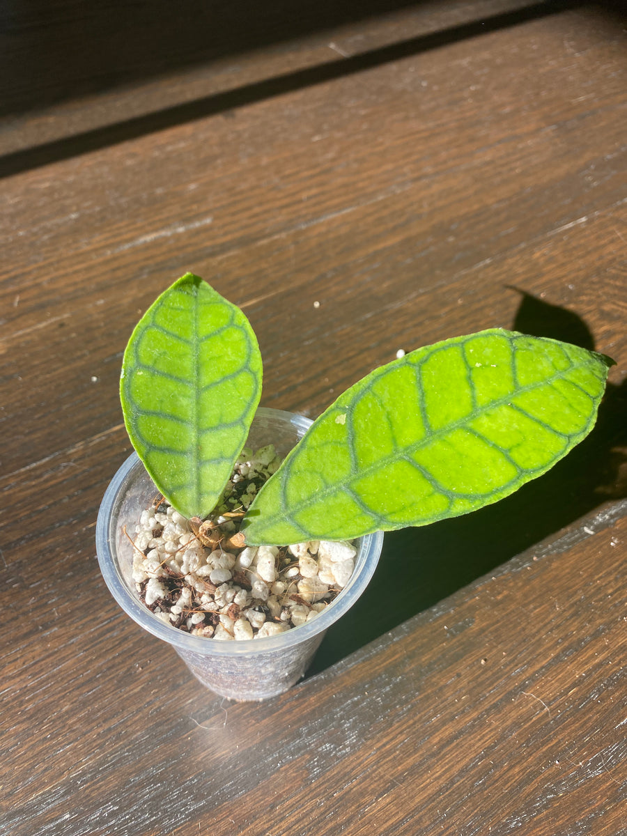 Hoya Callistophylla Short Leaf